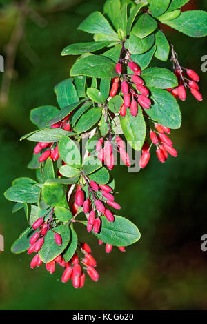 Berberis, commonly known as barberry, is a large genus of deciduous and evergreen shrubs. Stock Photo