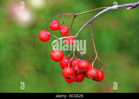 Mountain ash is a name used for several trees including Sorbus aucuparia, also known as rowan. Stock Photo