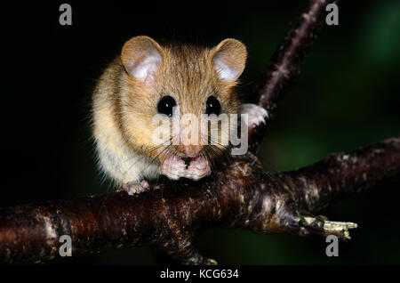 dormouse dormice mouse mice rodent rodents mammal mammals animal ...