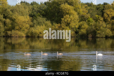 Mute swan with nearly full grown cygnets on lake in autumn Stock Photo
