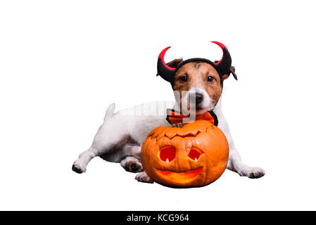 Dog dressed in devil's costume with horns and bowtie Stock Photo