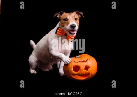 Dog posing with festive Halloween pumpkin isolated on black background Stock Photo