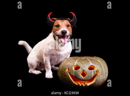 Happy smiling dog with devil horns and Halloween pumpkin Stock Photo