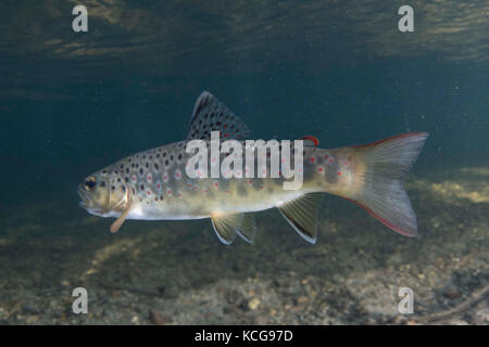 Brown Trout in Chalkstream Stock Photo