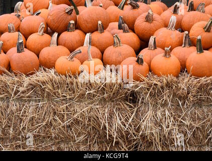 Fall harvested Pumpkins at the Farmstand Stock Photo