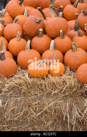 Fall harvested Pumpkins at the Farmstand Stock Photo