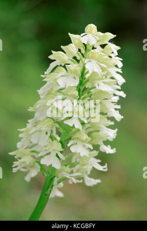 Lady Orchid, white phase, Provence, Southern France / (Orchis purpurea) | Purpur-Knabenkraut, weisse Phase, Provence, Suedfrankreich Stock Photo