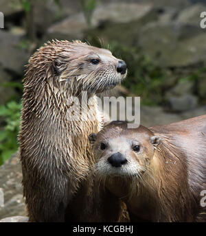 Close up of two North American river otters (Lontra canadensis) in captivity at Slimbridge Wetland Reserve, UK, wet fur after a swim.