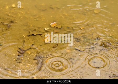 Raindrops falling in a puddle Stock Photo