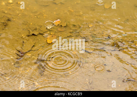 Raindrops falling in a puddle Stock Photo