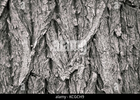 Cottonwood Tree Bark Close-up Texture in Monochrome Stock Photo