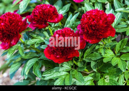 Paeonia lactiflora ' Red Charm ', Red Peonies