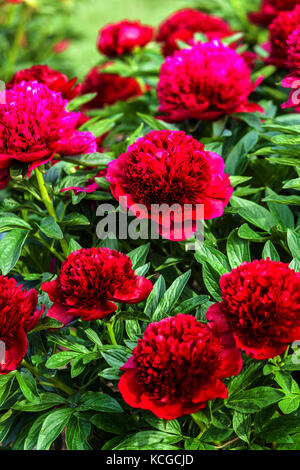 Paeonia lactiflora ' Red Charm ', Red Peonies blossoms