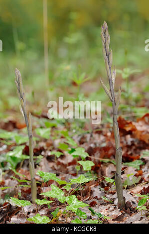 Violet Limodore, Provence, Southern France / (Limodorum abortivum) | Violetter Dingel, Provence, Suedfrankreich / (Limodorum abortivum) Stock Photo