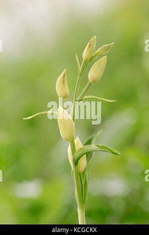 White Helleborine, Provence, Southern France / (Cephalanthera damasonium) | Weisses Waldvoegelein, Provence, Suedfrankreich Stock Photo
