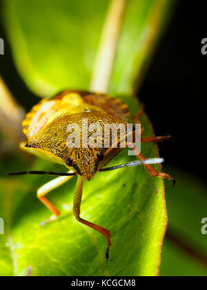 Sloe bug (Dolycoris baccarum) - Italy Stock Photo