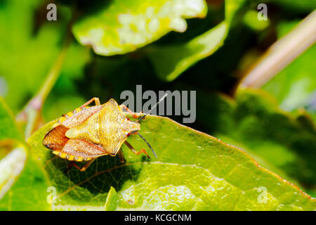 Sloe bug (Dolycoris baccarum) - Italy Stock Photo