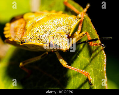 Sloe bug (Dolycoris baccarum) - Italy Stock Photo