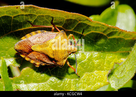 Sloe bug (Dolycoris baccarum) - Italy Stock Photo