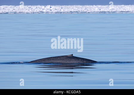 Blue whale (Balaenoptera musculus) surfacing the Arctic ocean and showing the small dorsal fin, Svalbard, Norway Stock Photo