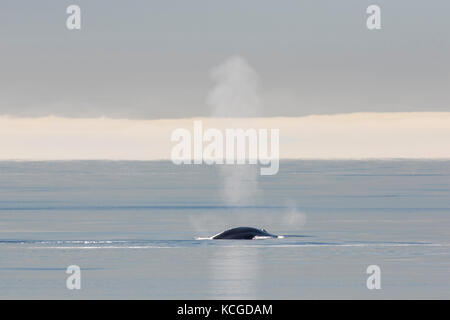 Blow through blowhole of blue whale (Balaenoptera musculus) surfacing the Arctic ocean, Svalbard, Norway Stock Photo