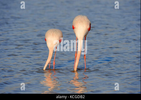 Greater Flamingo, pair, Camargue, Provence, Southern France / (Phoenicopterus roseus) | Rosaflamingos, Paar, Camargue, Provence, Suedfrankreich Stock Photo