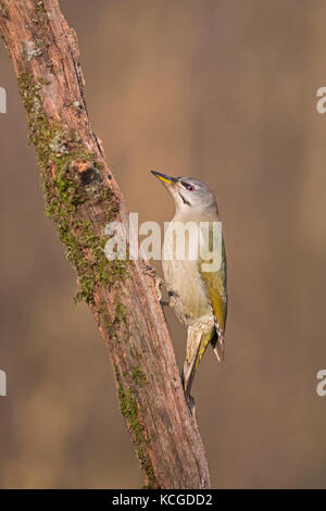 Grey-headed Woodpecker Picus canus female Hortobagy National Park Hungary January Stock Photo