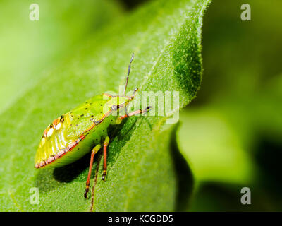 Southern green shield bug (Nezara Viridula) - Italy Stock Photo