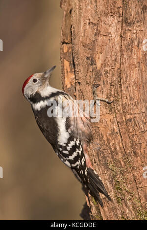 Middle Spotted Woodpecker (Leiopicus medius) Hortobagy National Park Hungary January Stock Photo