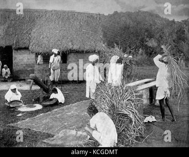 Coolies or Kulis, are contract workers or day laborers at the rice harvest in Jamaica, digital improved reproduction of a historical photo from the (estimated) year 1899 Stock Photo