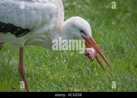 A close up image of a white stork feeding on a fish. A head is still in its beak Stock Photo