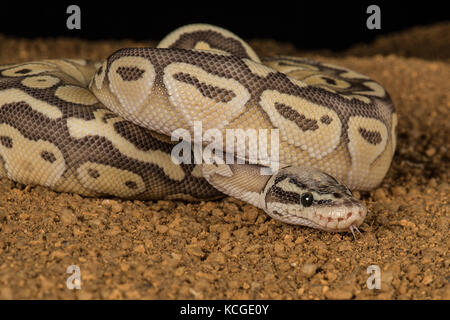 A super pastel python coiled with its head emerging and its tongue sticking out of its mouth Stock Photo