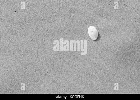 Close-up of a seashell and smooth sand at a beach texture background in black and white. Stock Photo