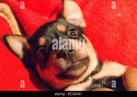 A cute puppy laying on its back, staring at the camera. Stock Photo