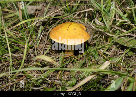 Slippery Jack Mushroom, Suillus luteus Stock Photo
