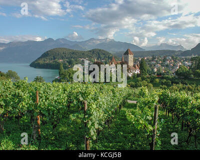 vineyards and Castle of Spiez, Bernese Oberland, Switzerland Stock Photo