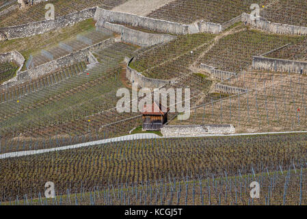 viticulture of Clos du Rocher, Yvorne, Chablais, Vaud, Switzerland Stock Photo