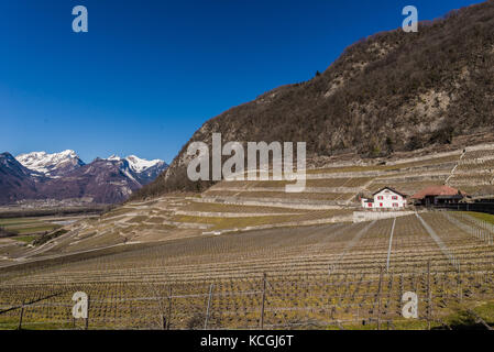 viticulture of Clos du Rocher, Yvorne, Chablais, Vaud, Switzerland Stock Photo