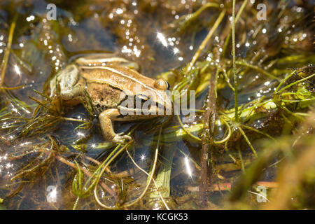 A wood frog, Lithobates sylvaticus, sitting on top of aquatic macrophytes in a small pond in central Alberta Stock Photo
