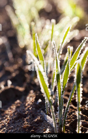 photographed close up young grass plants green wheat growing on agricultural field, agriculture, morning frost on leaves Stock Photo