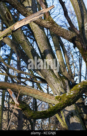 close-up of the bark of a tree growing in the forest. Small depth of field. On the trunk there are green outgrowths of mold, moss and so on Stock Photo