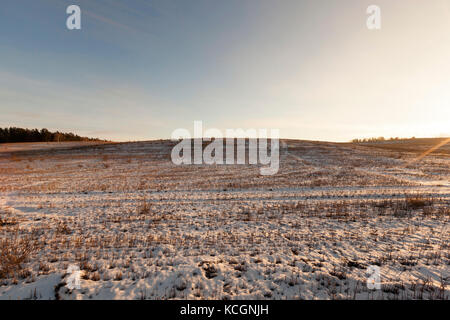 Agricultural field covered by snow, which are dry cut stalks of wheat. In the background is a forest. Photographed against the sky. One can see the ra Stock Photo