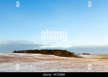 a field covered with snow in the winter season. In the center of the frame a forest is visible. blue sky. Stock Photo