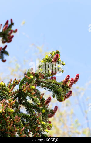 Blossoming red fir spikes in the spring season. Photo Close-up on a sunny day. On branches of a tree there are young shoots of green color Stock Photo
