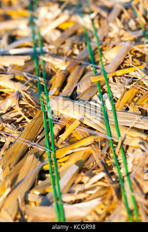 part of a stack of golden straw, photographed close-up on a farm field. A shallow depth of field in the center of the frame Stock Photo