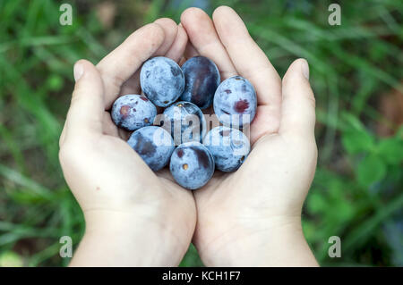 Young male hands holding bunch of plums in a garden Stock Photo
