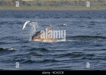 Bottlenose dolphin (Tursiops truncatus) chasing/hunting a salmon in the Moray Firth, Chanonry Point, Scotland, UK Stock Photo
