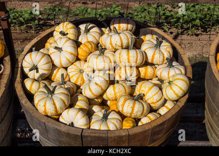 Wooden Barrel Of Halloween Mini Pumpkins Stock Photo
