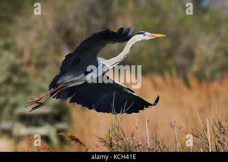 Beautiful grey heron photographed while taking off Stock Photo