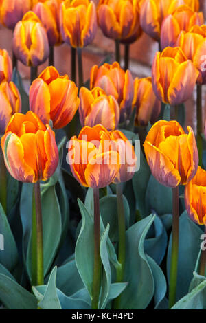 Flowering Tulips garden, Tulipa ' Prinses Irene ', Orange Tulips 'Princess Irene' Stock Photo